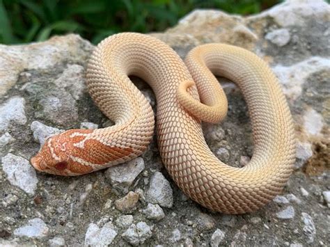 Western Hognose Snake for Sale The Western hognose snake is a nonvenomous, diurnal North American colubrid that is popular among snake collectors. . Baby hognose snake for sale